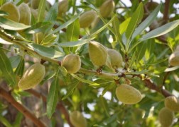 Prunus amygdalus Tétényi bőtermő / Tétényi bőtermő mandula
